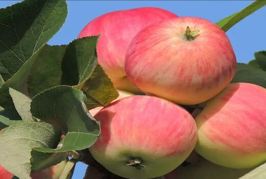 افزایش 10 درصدی تولید سیب گلاب در بیضا
