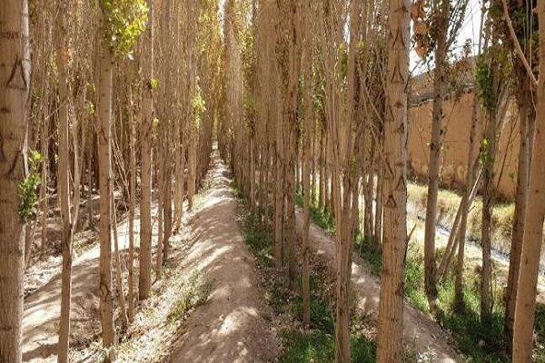 کارگاه آموزشی طرح توسعه زراعت چوب برگزار شد