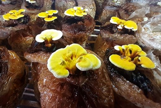 تولید قارچ گانودرما در خرامه