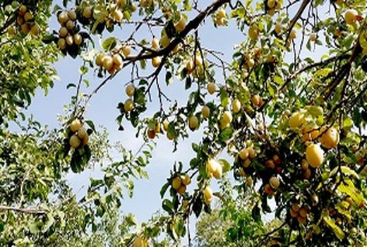 جشنواره آلو در روستای ملحمدره اسدآباد برگزار شد