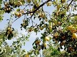 جشنواره آلو در روستای ملحمدره اسدآباد برگزار شد