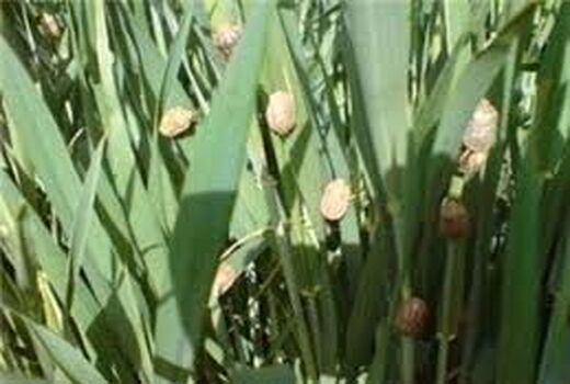 پیش بینی افزایش سن گندم در مزارع خراسان شمالی با توجه به افزایش دما