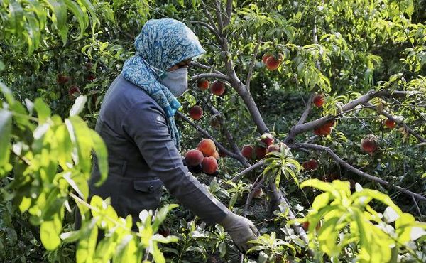 ۴۰ هزار هکتار باغات اصفهان درگیر تنشآبی هستند