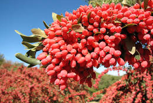 جاجرم ؛ مستعد کشت زرشک صادراتی 