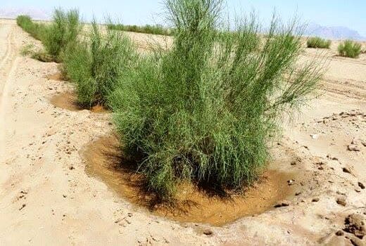 اجرای 50 هکتار نهال‌کاری و مراقبت