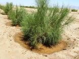 جلوگیری از بیابان‌زایی و انتشار ریزگردها با اجرای عملیات نهال کاری