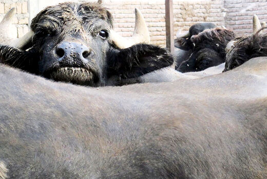 آذربایجان شرقی از استان‌های پایلوت در کشور برای  پرورش و اصلاح نژاد گاومیش