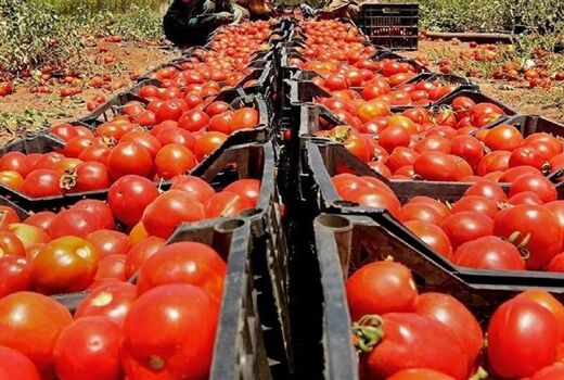 پیشرفت ۱۵ درصدی پایانه صادراتی عام در کردستان
