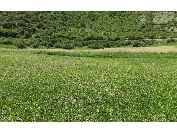 کشت 420 هکتاری سبزی ارگانیک در ارتفاعات آمل