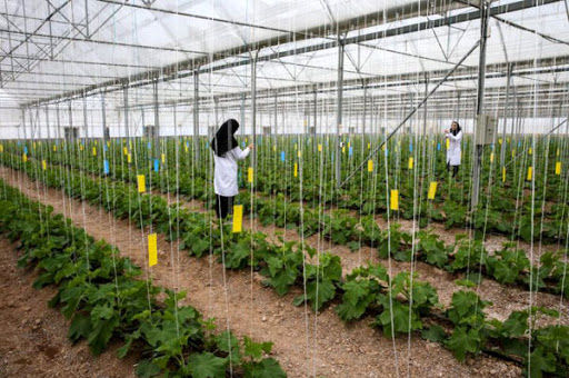  توسعه شهرک‌های کشاورزی، رویکرد جدید در حوزه کشاورزی است