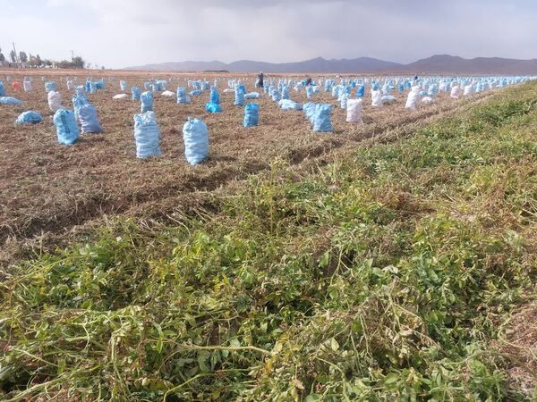 آغاز برداشت سیب‌زمینی در دشت کلوان آباده؛ گامی در مسیر تأمین امنیت غذایی