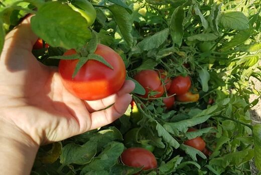تولید گوجه فرنگی گواهی شده در خرامه