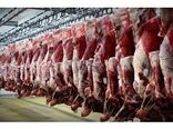 تولید 1000 تن گوشت قرمز در محمودآباد/درآمد 2370 میلیاردی