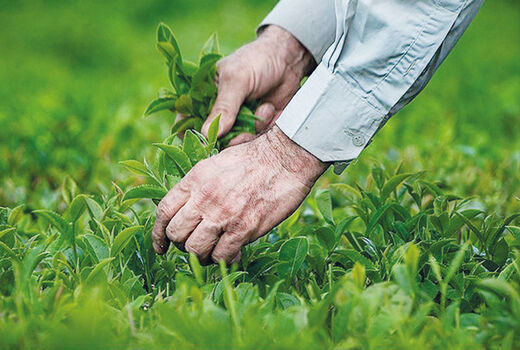 برداشت بیش از 117 هزار تن برگ سبز چای در سال جاری