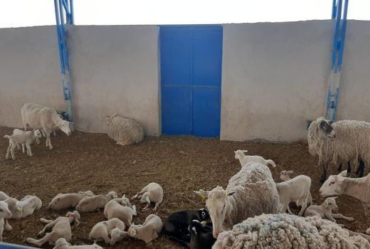 مجتمع پرورش ۲۰۰ راسی اسب نژاد ترکمن و کاسپین در باغین 