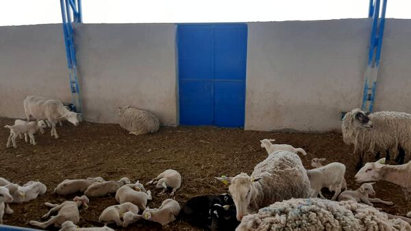 مجتمع پرورش ۲۰۰ راسی اسب نژاد ترکمن و کاسپین در باغین 