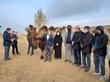آماده سازی بستر مناسب برای تکثیر شتر دوکوهانه