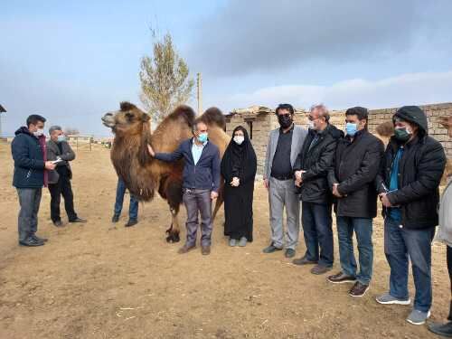 آماده سازی بستر مناسب برای تکثیر شتر دوکوهانه