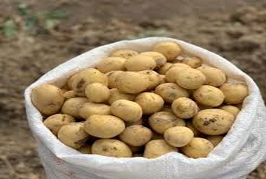 خرید توافقی بیش از ۷۰۰ تن سیب زمینی سردخانه ای جهت بازار مصرف استان تهران