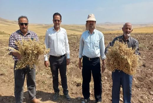 برداشت ۶ هزار تن نخود در شهرستان هشترود