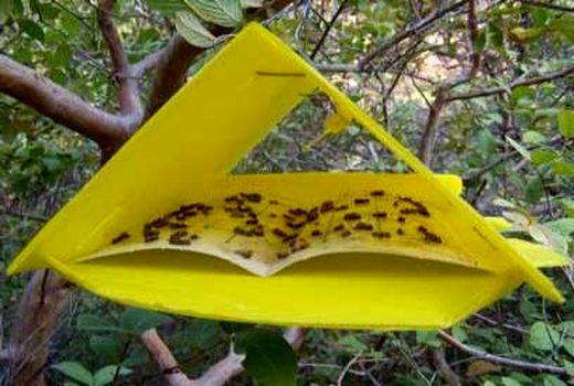 ردیابی مگس میوه مدیترانه ای در 300 هکتار از باغات محمودآباد/ 1200 مگس شکار شد