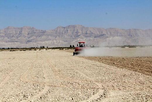 کشت قراردادی گندم در ۱۵ هزار هکتار از اراضی بوشهر انجام می‌شود