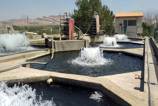  فعالیت 21 واحد پرورش ماهیان سردآبی در شهرستان جلفا با  ۴۰۲ تن تولید آبزیان