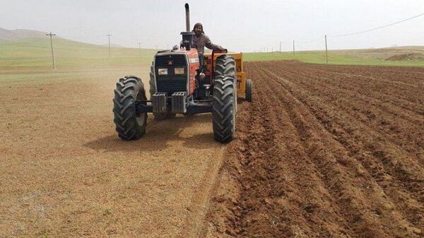  بهره‌مندی کشاورزان بوشهر از سیاست‌های تشویقی دولت برای کشت قراردادی گندم 