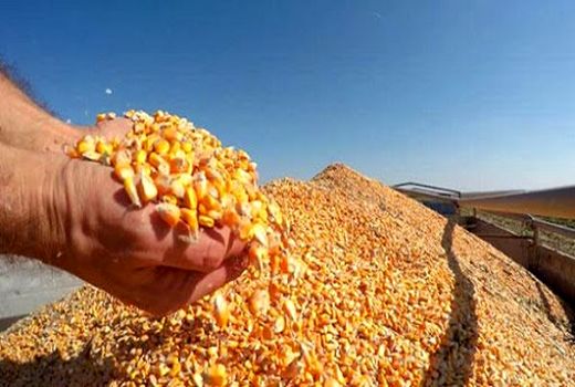 تولید 124 هزار تن ذرت در فیروزآباد