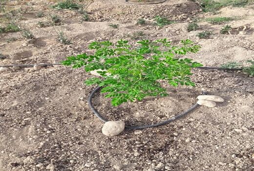 کاشت درخت مورینگا برای اولین بار در فسا