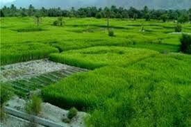 جوانان را برای ورود به حرفه کشاورزی آماده کنیم