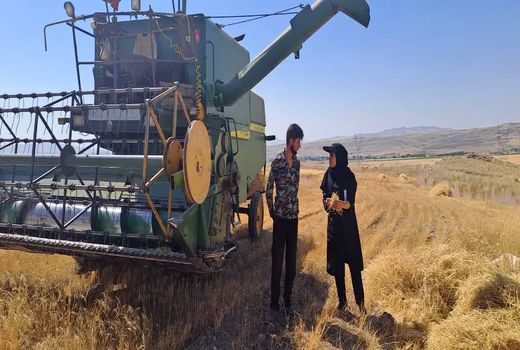 رشد 32 درصدی تحویل گندم نسبت به سال گذشته در شهرستان بستان آباد