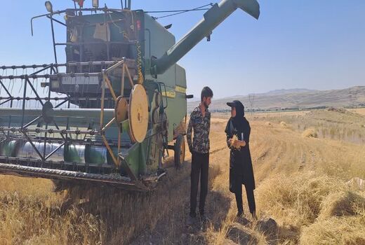رشد 32 درصدی تحویل گندم نسبت به سال گذشته در شهرستان بستان آباد