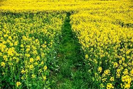 سرما موجب افت ۳۰ درصدی تولید کلزا در ایلام شد