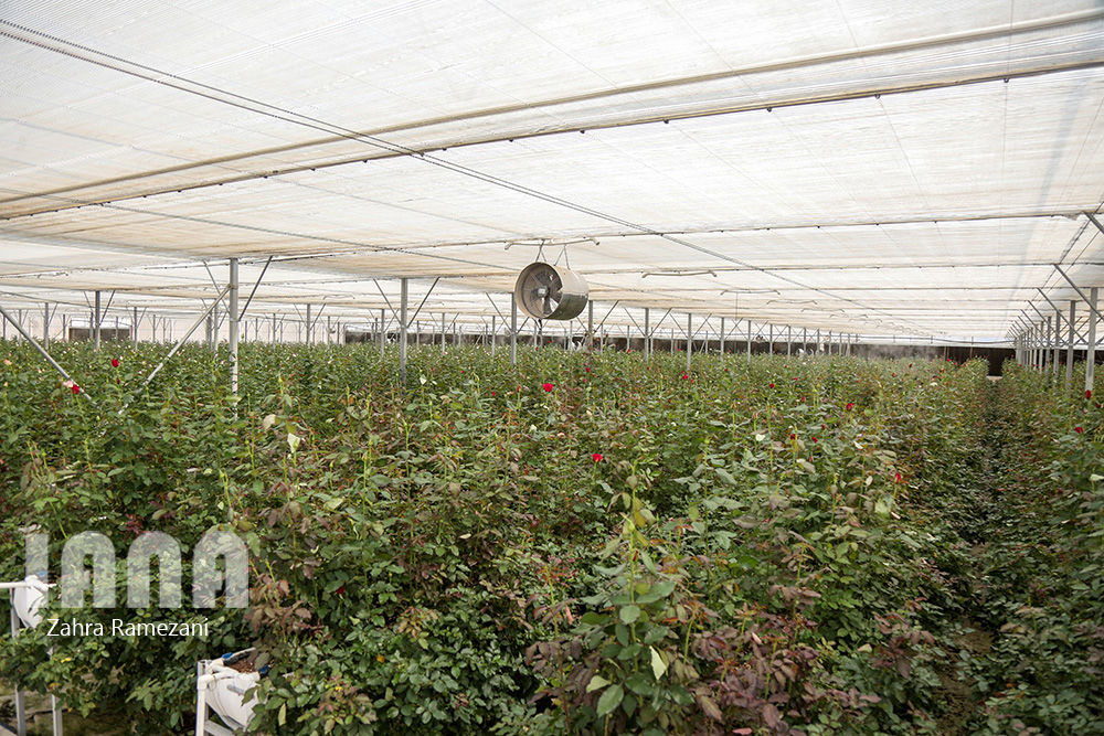 گلخانه شهاب گل خمین 