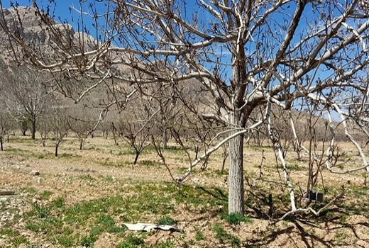 خسارت سرمازدگی سرچهان 1900 میلیارد ریال شد  
