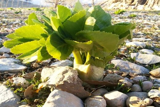 مشارکت جوامع محلی در کشت گیاهان دارویی