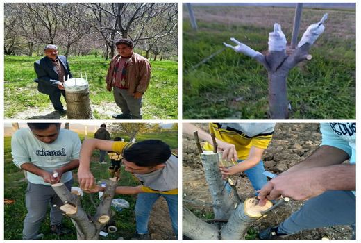 تعویض تاج درختان گردو در سطح 20 هکتار از باغات شهرستان ورزقان