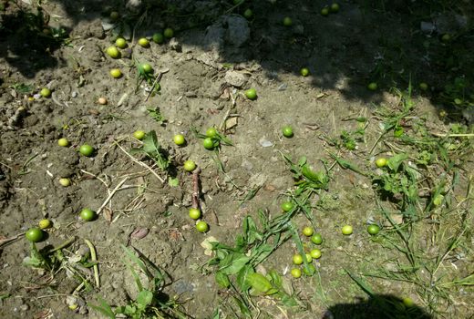 4970 میلیون ریال خسارت ناشی از طوفان به بخش کشاورزی شهداد کرمان