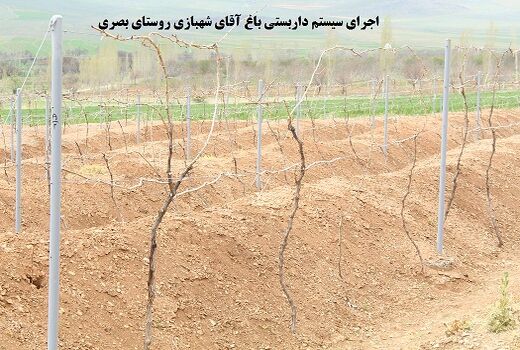 داربستی کردن باغات انگور، گامی برای افزایش دوبرابری محصول در شهرستان شازند