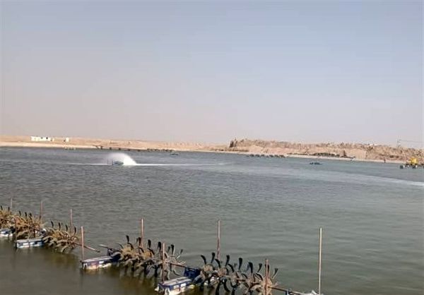 تولید میگو پرورشی استان بوشهر از 18 هزار تن فراتر رفت