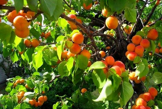 برداشت 20هزار ن محصول از  باغات زردآلو استان