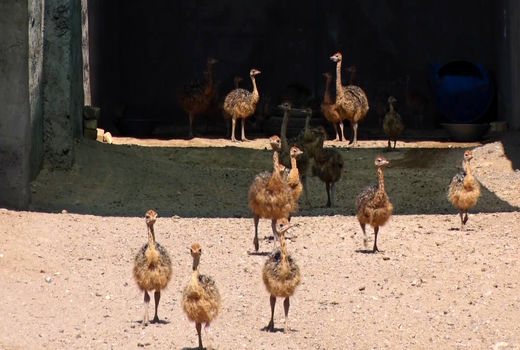 نوسانات قیمت نهاده‌های دامی، سنگی برای پای پرورش‌دهندگان شترمرغ