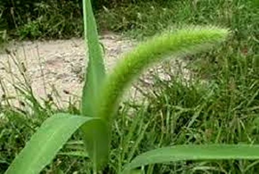 کنترل علف های هرز در مزارع گندم و کلزای شادگان