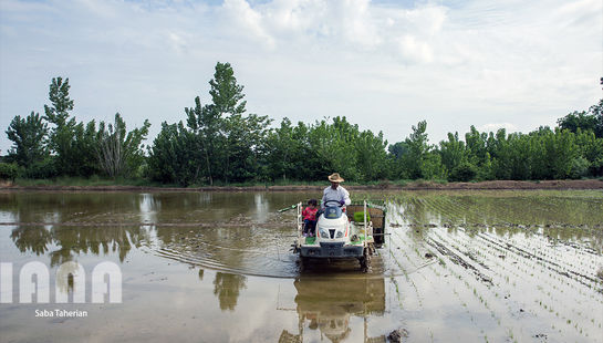 گالری عکس:نشاکاری