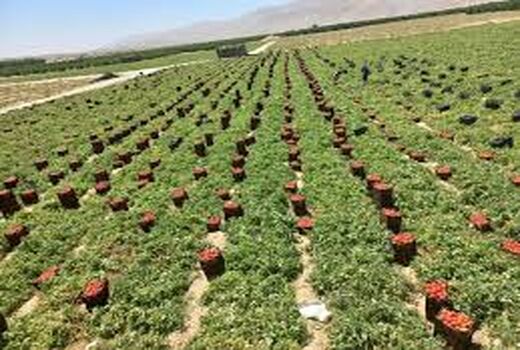 برداشت ۵۰۰ تنی گوجه‌فرنگی در شهرستان لنده با رعایت الگوی کشت
