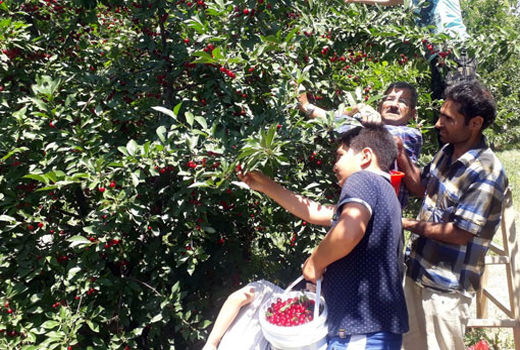 پیش بینی برداشت 1842 تن آلبالو و  گیلاس در شهرستان ویژه میانه