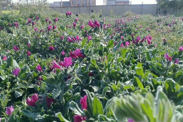 برداشت 200 تن گیاه دارویی توسط عشایر چهارمحال و بختیاری
