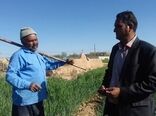 کشاورز ابرکوهی ۲.۵ برابر استاندارد در هر هکتار گندم برداشت کرد