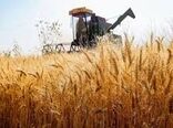 خرید ۹۶۰ هزار تن گندم مازاد بر نیاز کشاورزان خوزستان